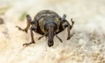 Jak se zbavit weevils v bytě